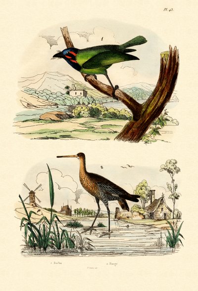 Barbet, 1833-39 by French School